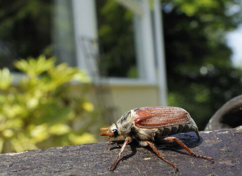 Common Cockchafer