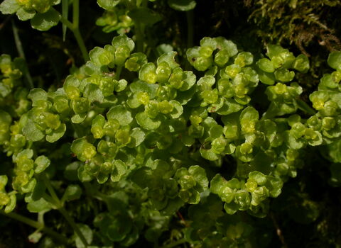 Opposite-leaved Golden Saxifrage