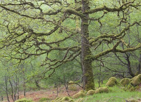 Sessile Oak