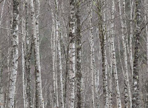 Silver Birch