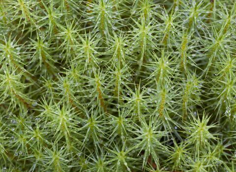 Common Haircap/Marsh Hair Moss (Polytrichum commune)