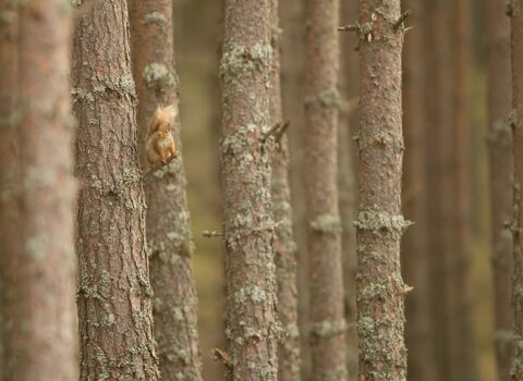 Red Squirrel on Scots Pine