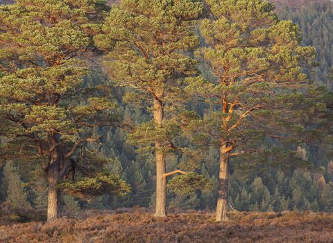 Scots Pine