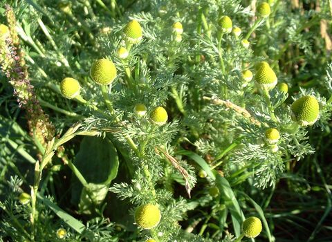 Pineappleweed