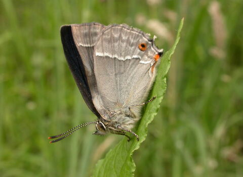 Purple Hairstreak butterfly
