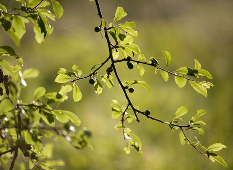 Blackthorn