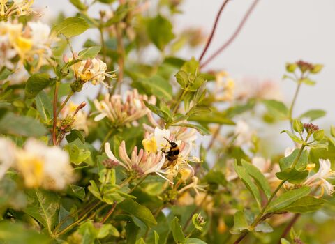 Honeysuckle