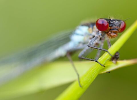 Red-eyed Damselfly