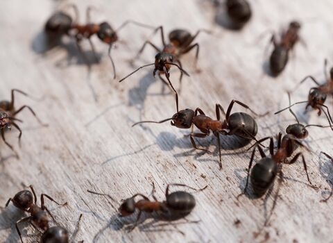 Southern Wood Ant
