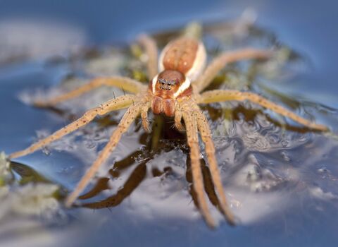 Raft Spider
