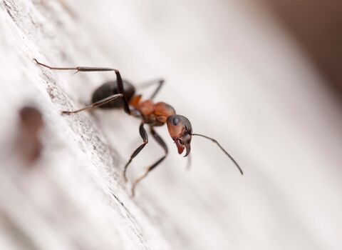 Southern Wood Ant