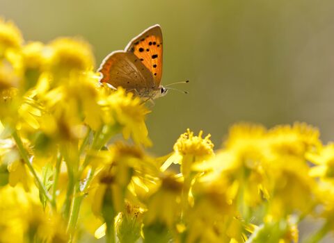 Small Copper butterfly