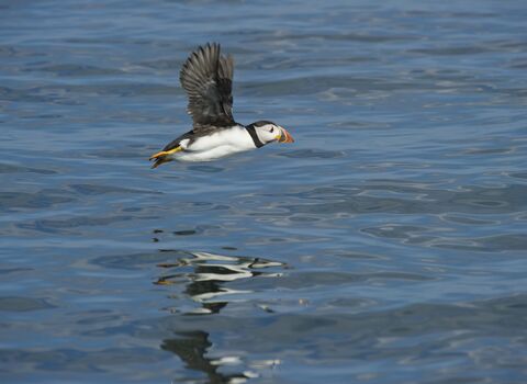 Puffin in flight