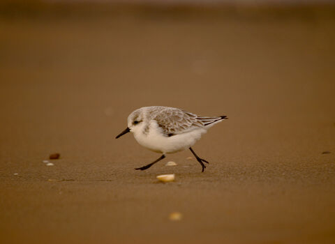 Sanderling