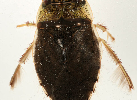 Saucer Bug