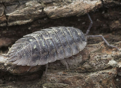 Common Woodlouse
