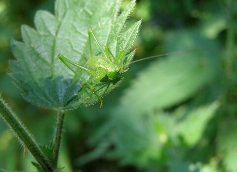 Speckled Bush-cricket