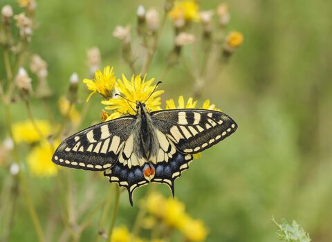 Swallowtail Butterfly