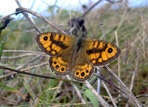 Wall Brown