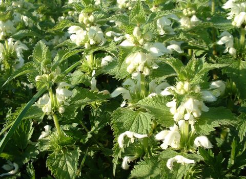 White Dead-nettle
