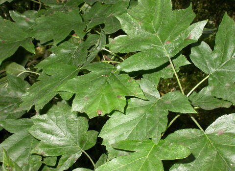 Wild Service Tree