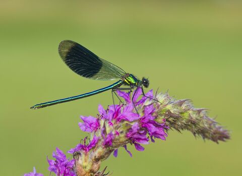 Banded Demoiselle