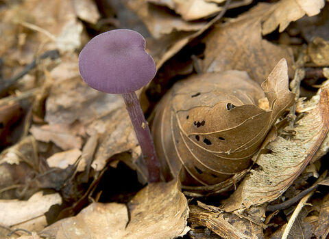 Amethyst Deceiver