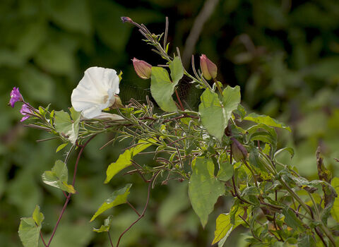 Hedge Bindweed