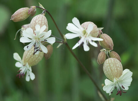 Bladder Campion