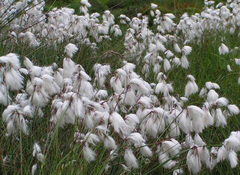 Common Cotton-grass