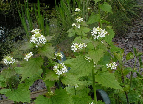 Garlic Mustard