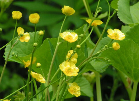 Lesser Spearwort