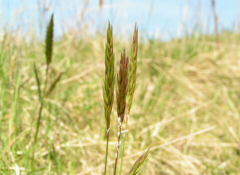 Sweet Vernal-grass