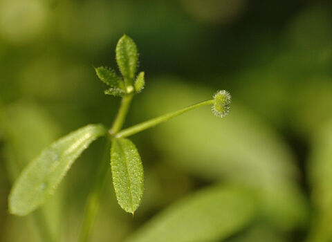 Cleavers