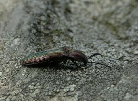 Coppery Click Beetle