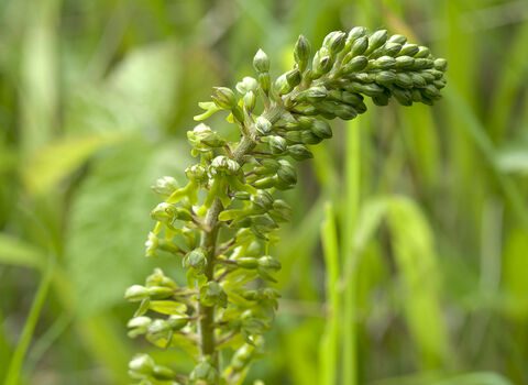 Common Twayblade