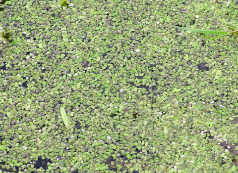 Common Duckweed