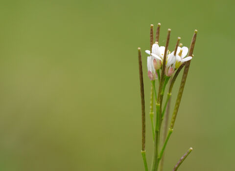 Hairy Bitter-cress