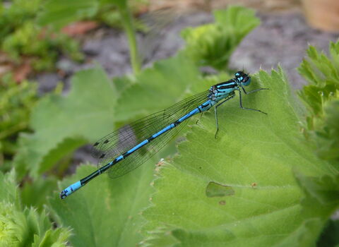 Azure Damselfly