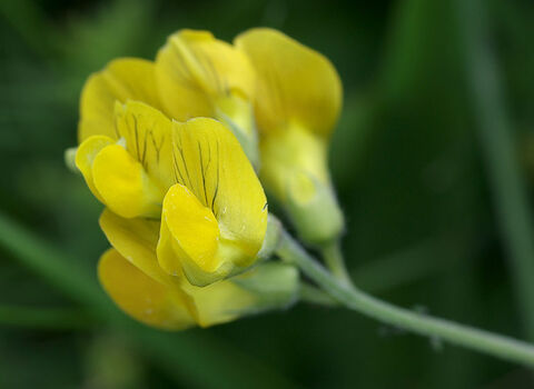 Meadow Vetchling