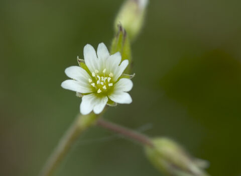 Common Mouse-ear
