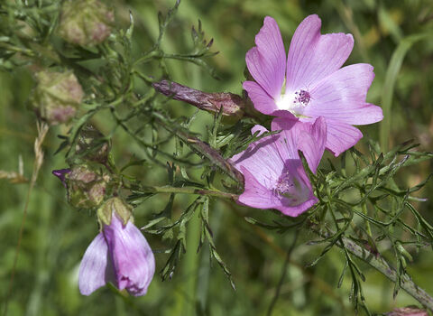 Musk Mallow