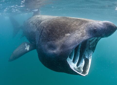 Basking shark