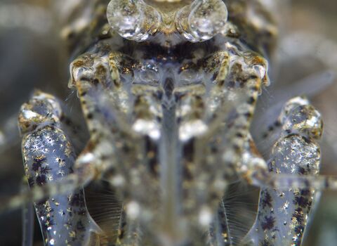 Brown shrimp