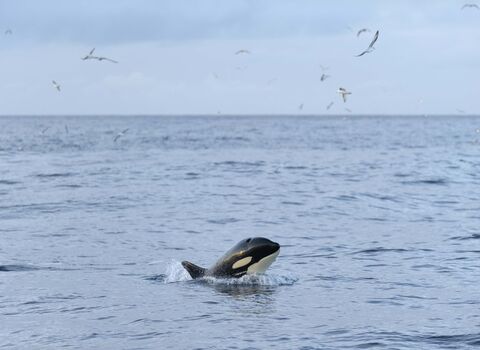 Orca