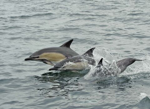 Common Dolphin