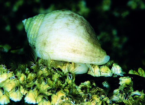 Dog Whelk