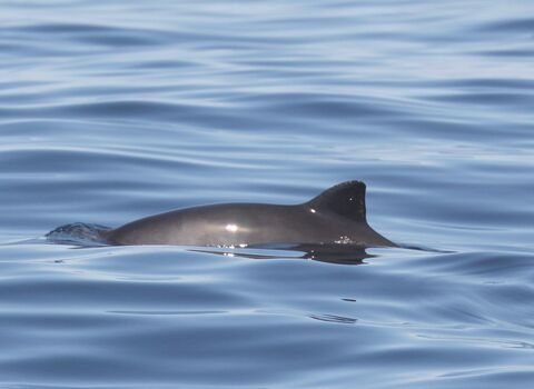 Harbour Porpoise