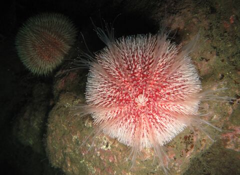 Edible sea urchin
