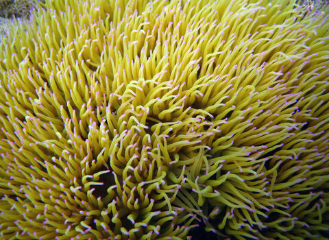 Snakelocks Anemone